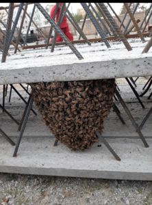 عکس شماره 37103 انواع-تیرچه-استاندارد-بتنی-و-کرومیت